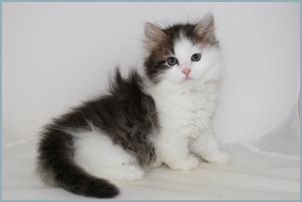 Female Siberian Kitten from Deedlebug Siberians